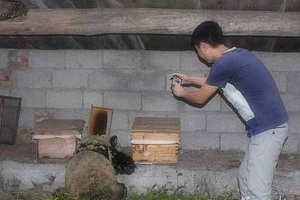 W chinach panda wyciska się na pasiekę i zrujnował 10 lat W chinach panda wyciska się na pasiekę i zrujnował 10 lat